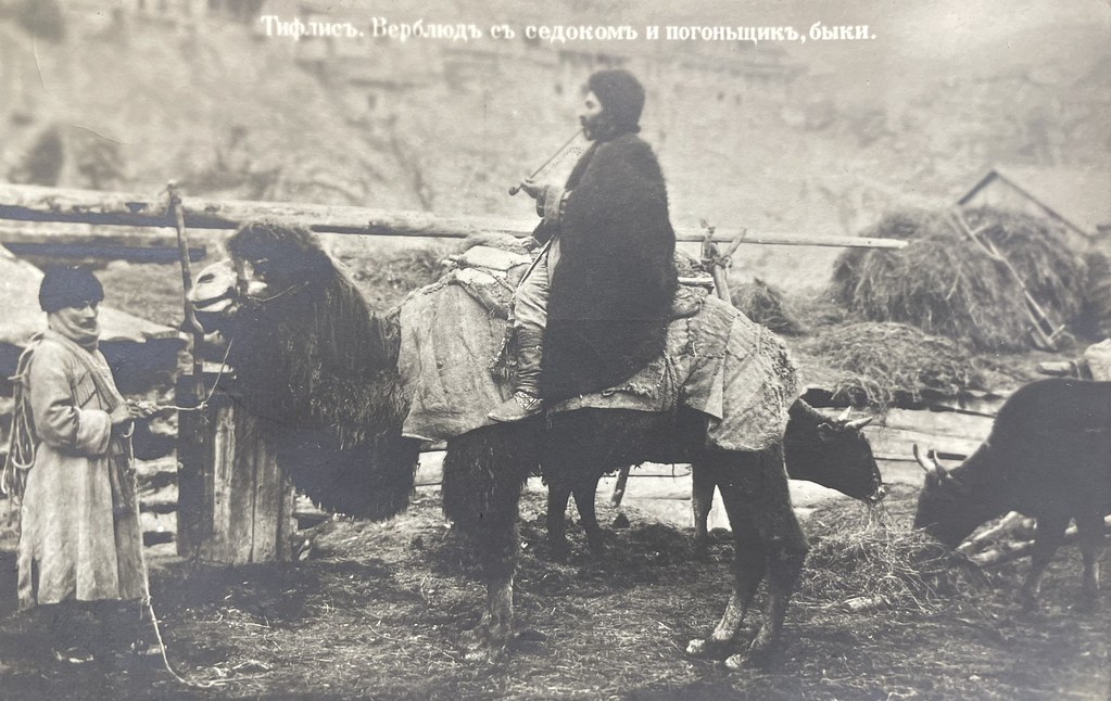 Unbekannter Fotograf, Tiflis, ca. 1910. „Tiflis. Ein Kamel mit Reiter und Treiber, Stiere“ (Тбилиси. Верблюд с всадником и погонщиком, быки)