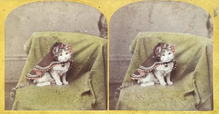Unbekannter Fotograf (verkauft von J. B. Fairbanks), Natick (Massachusetts), ca. 1860er. Katze mit Umhang sitzt auf einem Sessel.